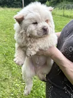 Winter, a male Chow Chow for sale in Potosi, MO – 5 of 9