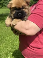CKC Rory, a male Chow Chow for sale in Potosi, MO – 7 of 8