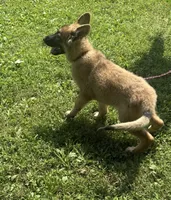 AKC Kody, a male German Shepherd Dog for sale in Potosi, MO – 4 of 9