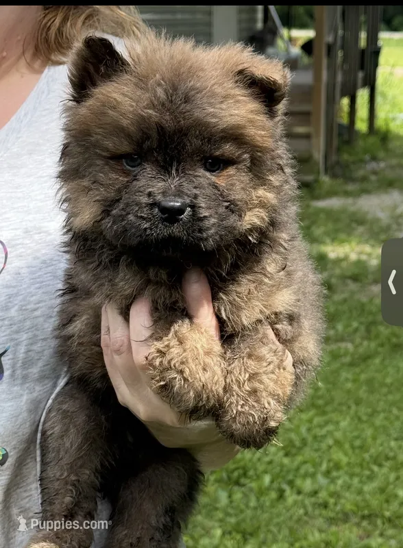 CKC Bella – Chow Chow puppy for sale in Potosi, MO