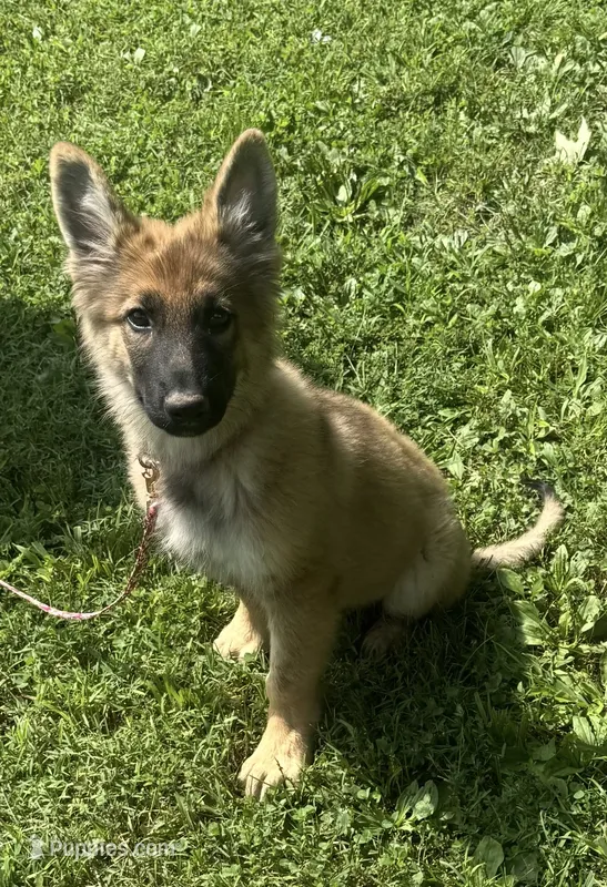 AKC Kody – German Shepherd Dog puppy for sale in Potosi, MO