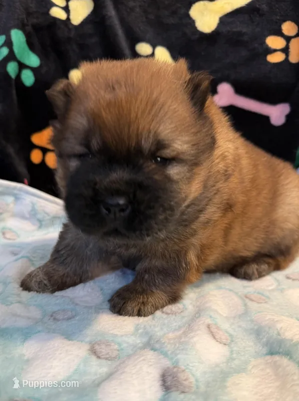 Rory – Chow Chow puppy for sale in Potosi, MO