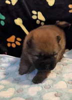 Rory, a male Chow Chow for sale in Potosi, MO – Photo 2 of 7