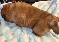 Rory, a male Chow Chow for sale in Potosi, MO – Photo 7 of 7