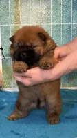 CKC Rory, a male Chow Chow for sale in Potosi, MO – 8 of 8
