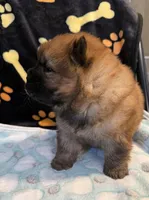 Rory, a male Chow Chow for sale in Potosi, MO – Photo 5 of 7