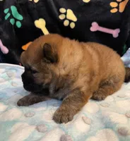 Rory, a male Chow Chow for sale in Potosi, MO – Photo 6 of 7