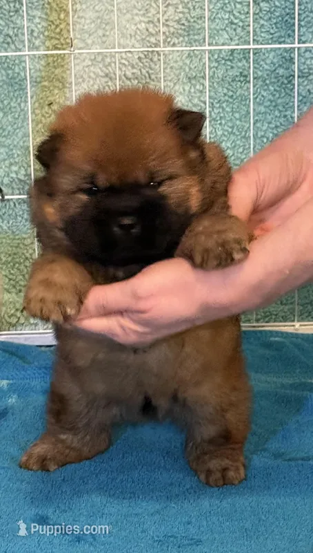 Rory – Chow Chow puppy for sale in Potosi, MO