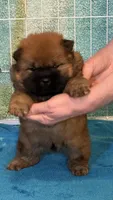 CKC Rory, a male Chow Chow for sale in Potosi, MO – 3 of 8