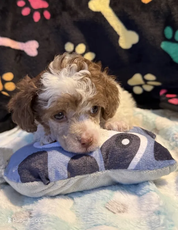 Harper – Poodle - Toy  puppy for sale in Potosi, MO