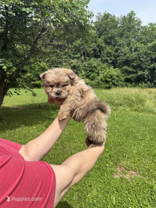 CKC Daisy  – Chow Chow puppy for sale in Potosi, MO