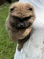 CKC Bella, a female Chow Chow for sale in Potosi, MO – 4 of 5