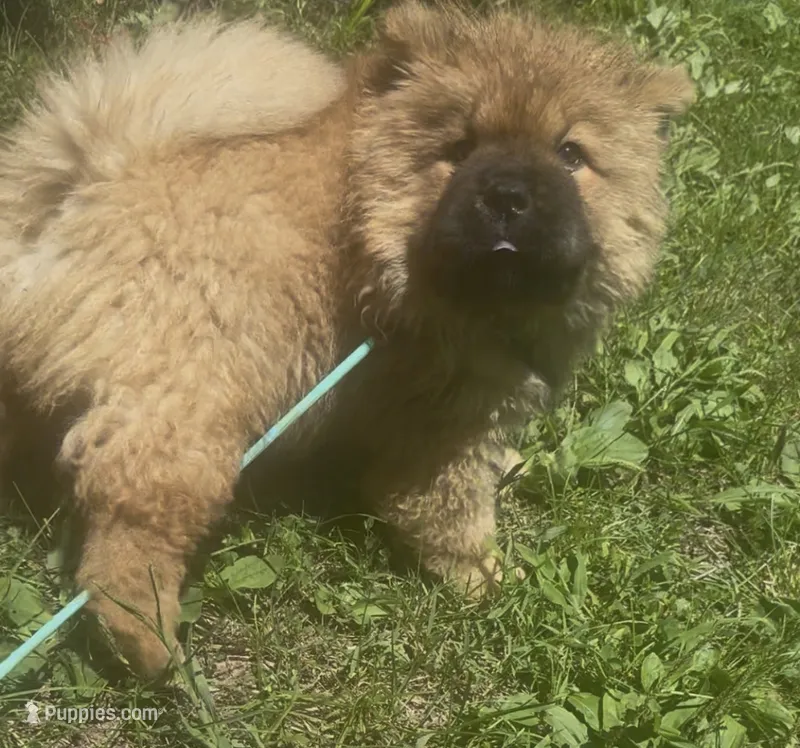 CKC Rory – Chow Chow puppy for sale in Potosi, MO