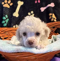 Luka, a male Poodle - Toy  for sale in Potosi, MO – 2 of 7