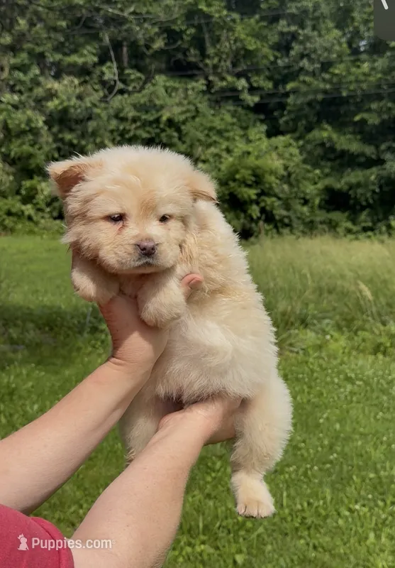 Snow – Chow Chow puppy for sale in Potosi, MO