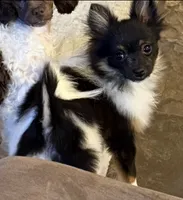 Alfie , a male Pomeranian for sale in Potosi, MO – 1 of 7