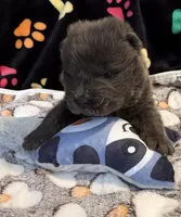 Skye, a male Chow Chow for sale in Potosi, MO – Photo 2 of 8