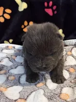 Skye, a male Chow Chow for sale in Potosi, MO – Photo 3 of 8