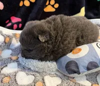 Skye, a male Chow Chow for sale in Potosi, MO – Photo 4 of 8