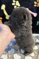 Skye, a male Chow Chow for sale in Potosi, MO – Photo 7 of 8