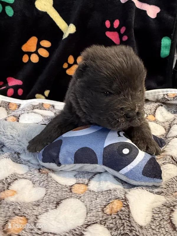 Skye – Chow Chow puppy for sale in Potosi, MO