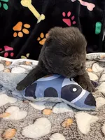 Skye, a male Chow Chow for sale in Potosi, MO – Photo 1 of 8