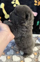 Skye, a male Chow Chow for sale in Potosi, MO – Photo 6 of 8