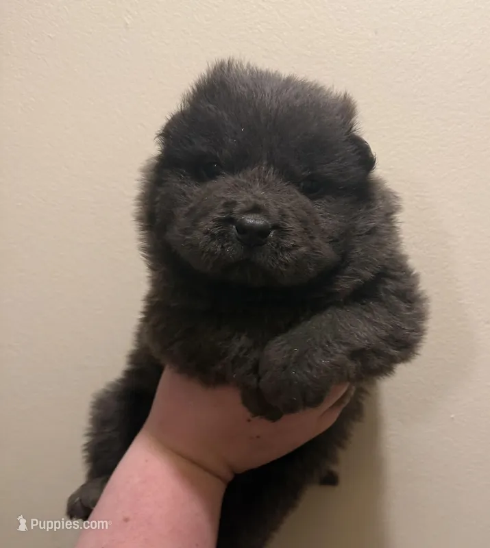 Skye – Chow Chow puppy on hold in Potosi, MO