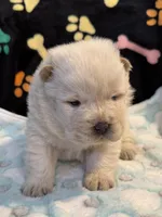 Winter, a male Chow Chow for sale in Potosi, MO – Photo 3 of 10