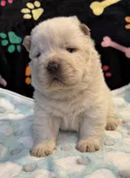 Winter, a male Chow Chow for sale in Potosi, MO – Photo 8 of 10