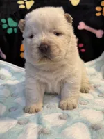 Winter, a male Chow Chow for sale in Potosi, MO – Photo 2 of 10