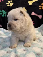 Winter, a male Chow Chow for sale in Potosi, MO – Photo 9 of 10