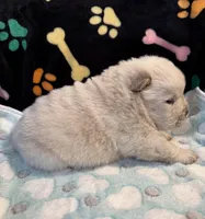 Winter, a male Chow Chow for sale in Potosi, MO – Photo 10 of 10