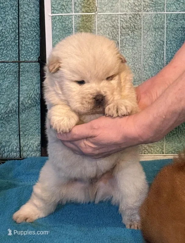 Winter – Chow Chow puppy for sale in Potosi, MO
