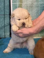 Winter, a male Chow Chow for sale in Potosi, MO – 9 of 9
