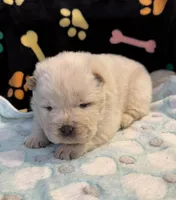 Winter, a male Chow Chow for sale in Potosi, MO – Photo 6 of 10