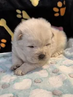 Winter, a male Chow Chow for sale in Potosi, MO – Photo 7 of 10