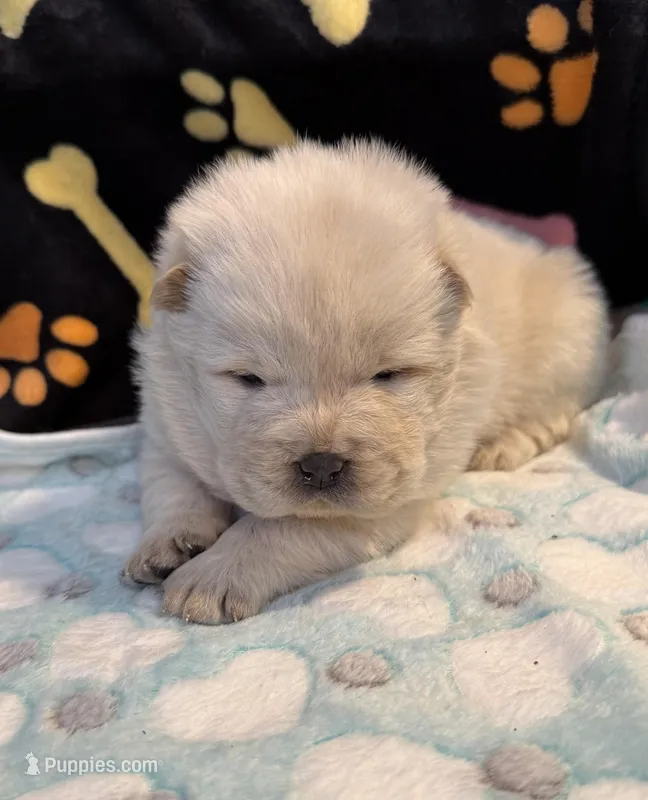 Winter – Chow Chow puppy for sale in Potosi, MO