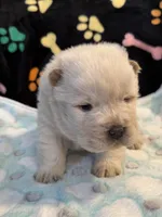 Winter, a male Chow Chow for sale in Potosi, MO – Photo 4 of 10