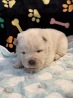 Winter, a male Chow Chow for sale in Potosi, MO – Photo 5 of 10
