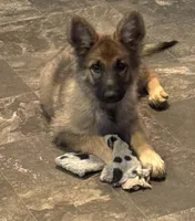 AKC Kody, a male German Shepherd Dog for sale in Potosi, MO – 9 of 9