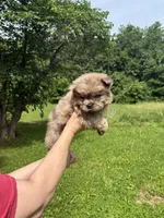 CKC Daisy , a female Chow Chow for sale in Potosi, MO – 6 of 7
