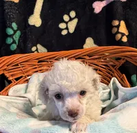 Luka, a male Poodle - Toy  for sale in Potosi, MO – 3 of 7