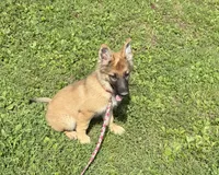AKC Kody, a male German Shepherd Dog for sale in Potosi, MO – 7 of 9