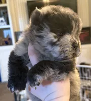 CKC Lily, a female Chow Chow for sale in Potosi, MO – 3 of 4