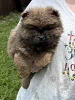 CKC Bella, a female Chow Chow for sale in Potosi, MO – 3 of 5