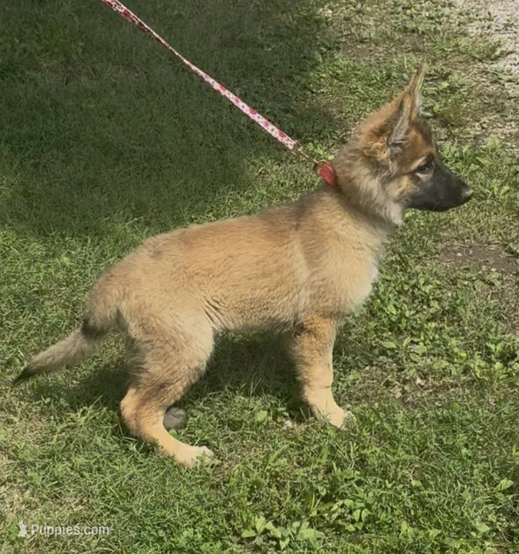 AKC Kody – German Shepherd Dog puppy for sale in Potosi, MO