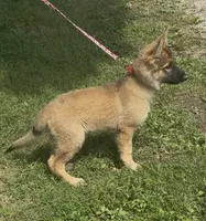 AKC Kody, a male German Shepherd Dog for sale in Potosi, MO – 2 of 9