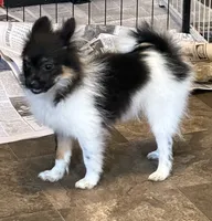 Alfie , a male Pomeranian for sale in Potosi, MO – 7 of 7