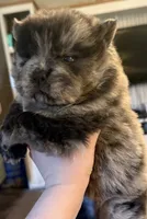 CKC Lily, a female Chow Chow for sale in Potosi, MO – 2 of 4